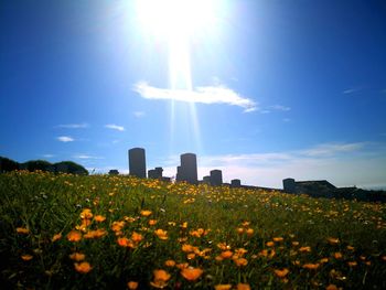 Scenic view of flowering plants on field against sky on sunny day