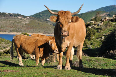 View of cow on field