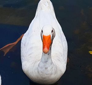 Close-up of swan swimming in lake