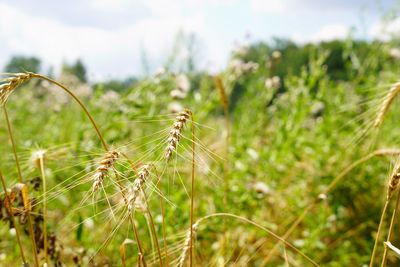 Close-up of insect on plant