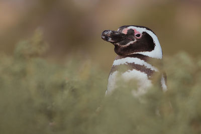 Magellanic penguin in patagonia.