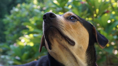 Close-up of a dog looking away