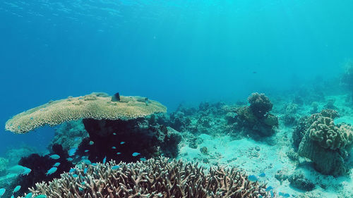 Fish swimming in sea