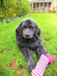 Close-up of a dog on field