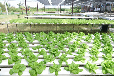Plants growing in greenhouse