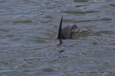 View of fish swimming in sea