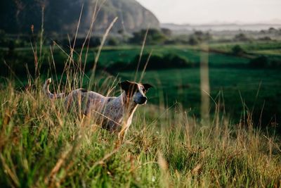 Dog lying on grass