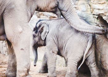 Elephant with calf standing on field