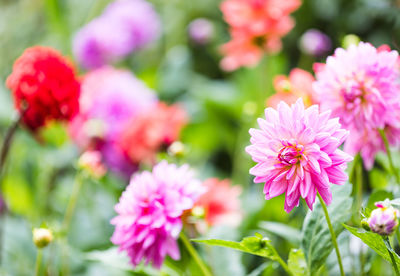 Close-up of pink flowering plants