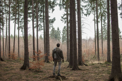 Rear view of young man standing in forest