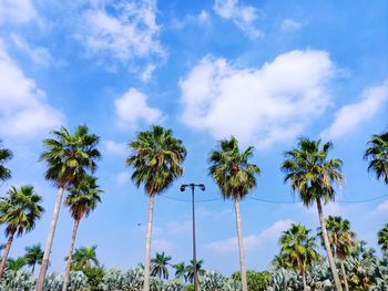 Low angle view of palm trees against sky