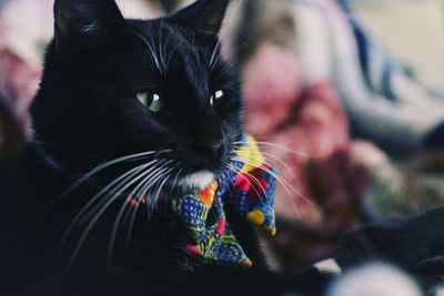 Close-up portrait of cat at home