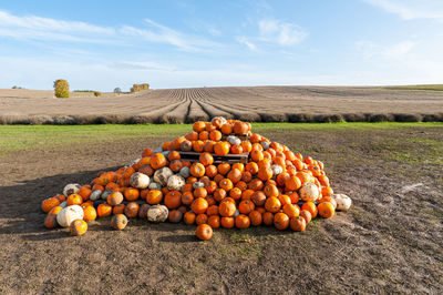 Full frame, close-up at pile of freshly collected pumpkins from the field in autumn.