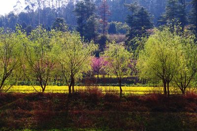 Trees on grassy field