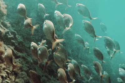 Fish swimming in sea