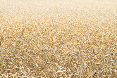 Full frame shot of wheat field