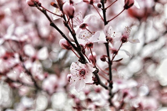 flower, branch, cherry blossom, freshness, tree, cherry tree, growth, fragility, blossom, beauty in nature, fruit tree, nature, twig, focus on foreground, orchard, close-up, apple tree, springtime, in bloom, apple blossom