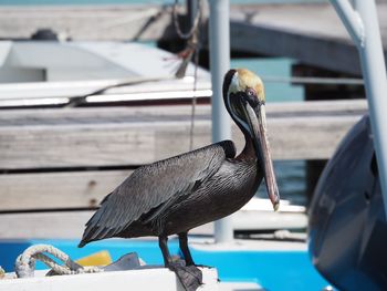 Bird perching on shore