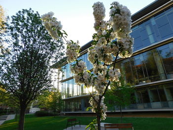 Low angle view of flowering tree