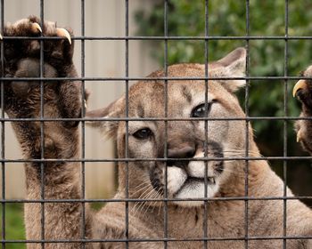 Close-up of mountain lion in cage at zoo