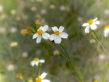 Close-up of insect on flowers