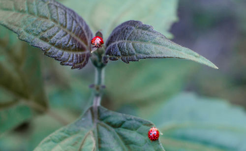 Close-up of ladybug on leaf