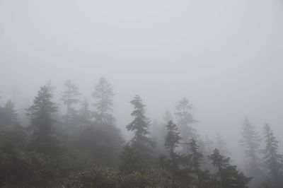 Trees in foggy weather