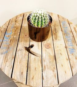 High angle view of succulent plant on table