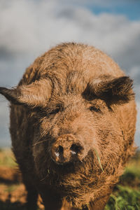 Close-up of a horse