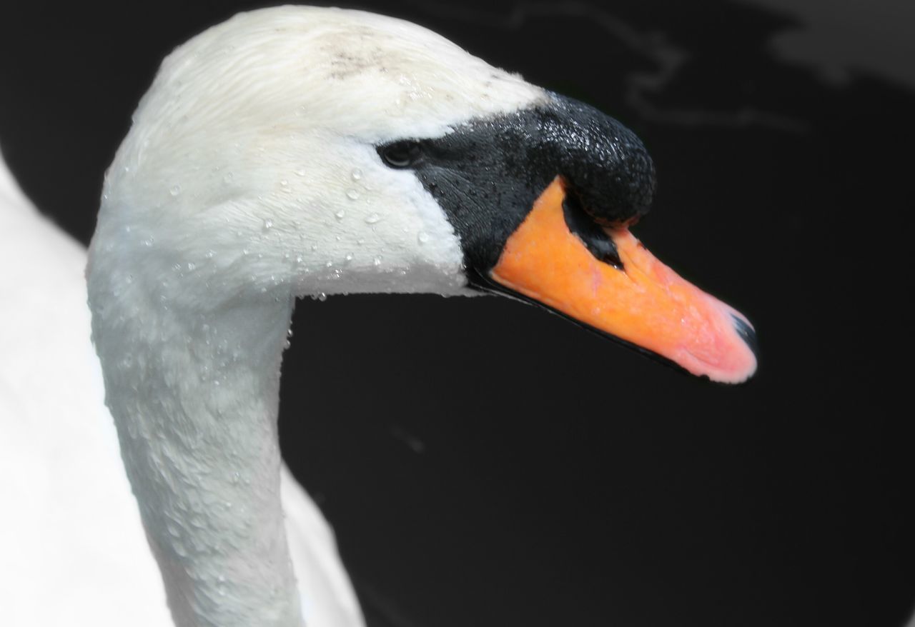beak, bird, close-up, animal themes, swan, one animal, white color, animals in the wild, wildlife, focus on foreground, animal head, nature, no people, outdoors, animal body part, beauty in nature, white, studio shot, day