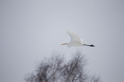 Low angle view of bird flying against clear sky