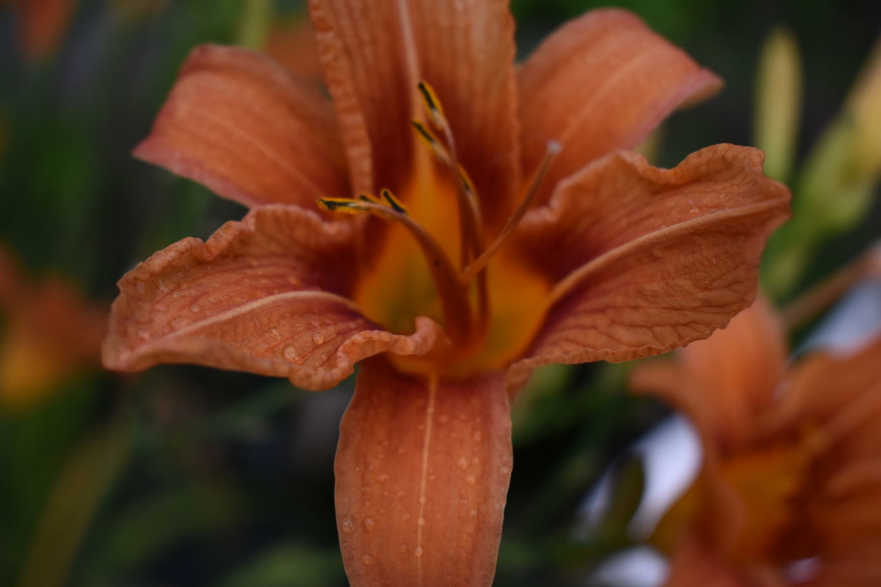 CLOSE-UP OF ORANGE DAY LILY OF PLANT