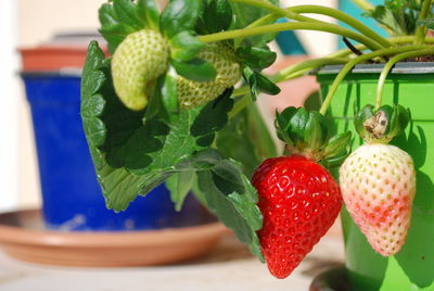 Strawberry plant growing in the pot above the balcony table.