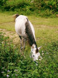 A horse grazing on field