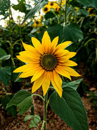 Close-up of sunflower