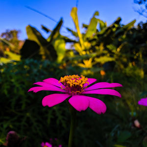 Close-up of pink flower