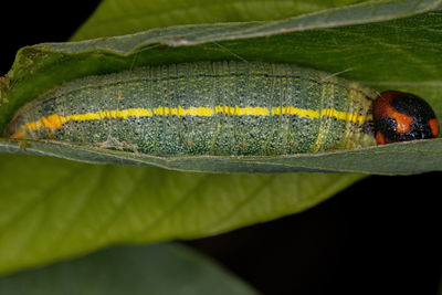 Close-up of insect on leaf