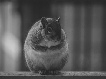 Close-up of squirrel on wood