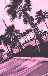 Low angle view of coconut palm trees against sky at dusk