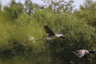 Canada geese  flying in a forest