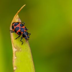 Close-up of ladybug on leaf