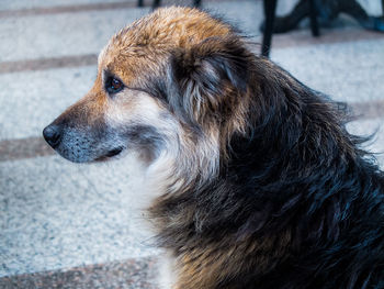 Close-up of dog looking away