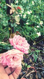 Close-up of pink flowers