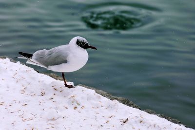 Close-up of bird perching on lake