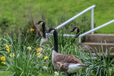 Ducks on a field