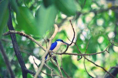 Close-up of bird perching on tree