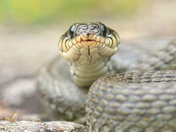 Close-up portrait of snake