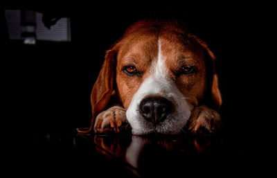Close-up portrait of dog relaxing on black background