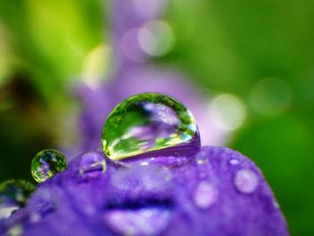 Close-up of water drops on leaf