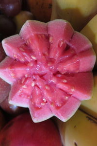 Close-up of pink flowers